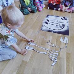 Układanie szkieletu dinozaura