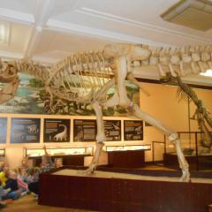 Dzieci podziwiają szkielet dinozaura drapieżnego