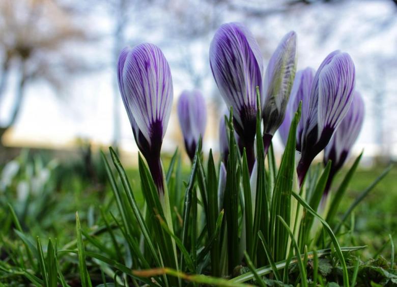 krokusy
